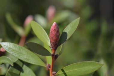 Çiçek tomurcuklu ağlayan şişe fırçası dalı- Latince adı - Melaleuca viminalis Inferno