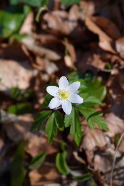 Ahşap şakayık çiçeği - Latince adı - Anemone nemorosa