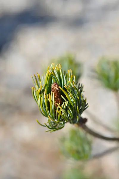 stock image Japanise White Pine branch - Latin name - Pinus parviflora Blauer Engel