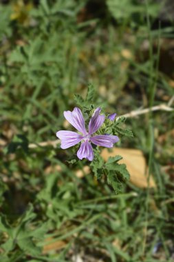 Common mallow flower - Latin name - Malva sylvestris clipart