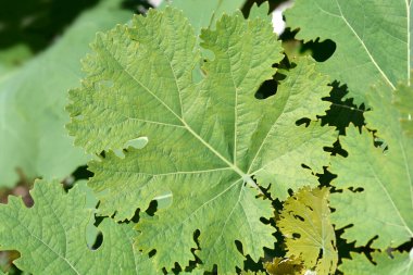 Plume gelincik yaprakları - Latince adı - Macleaya cordata