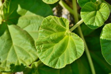 Sarı şeytan pençesi - Latince adı - Ibicella lutea