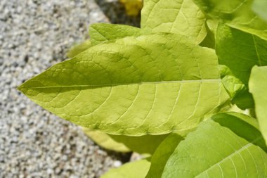 Ekilmiş tütün yaprakları - Latince adı - Nicotiana tabacum