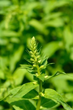 Saman yüksükotu çiçek tomurcukları - Latince adı - Digitalis lutea