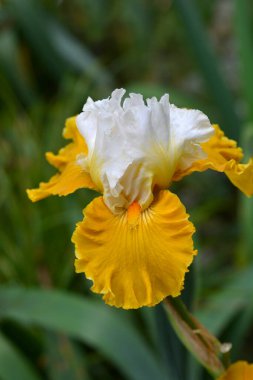 Uzun sakallı iris sarı ve beyaz çiçekler - Latince adı - Iris barbata elatior Tour De France