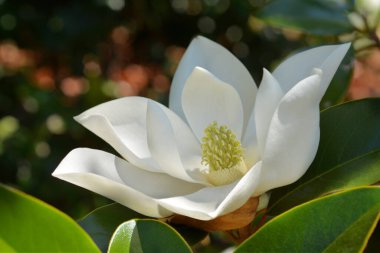 Beyaz çiçekli güney manolya dalı - Latince adı - Magnolia grandiflora