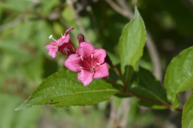 Eski moda Weigela - Latince adı Weigela Florida