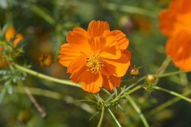 Sulfur cosmos flowers - Latin name - Cosmos sulphureus clipart