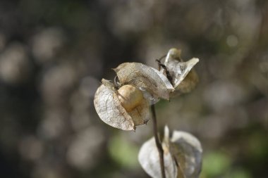 Kabuklu Peru elması - Latince adı - Nicandra physalodes