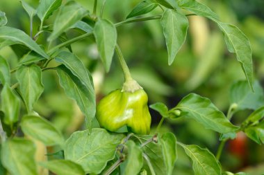 Biber biberi olgunlaşmamış meyve - Latince adı - Capsicum baccatum Christmas Bell