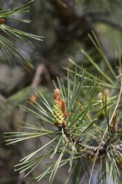 Tomurcuklu Jack Pine dalı - Latince adı - Pinus Bansiana