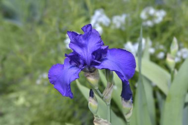 Uzun sakallı süsen çiçeği - Latince adı - Iris Royal Regency