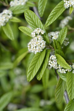 Beyaz çiçekli söğüt ağacı dalı - Latince adı - Cotoneaster salicifolius