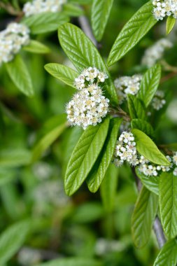 Willow-leaved cotoneaster branch with white flowers - Latin name - Cotoneaster salicifolius clipart