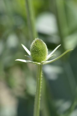 Fuller çay çiçeği tomurcuğu - Latince adı - Dipsacus sativus