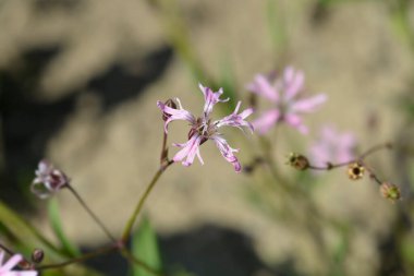 Ragged robin flower - Latince adı Lychnis flos-cuculi