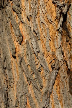 Simon kavak kabuğu - Latince adı - Populus simonii