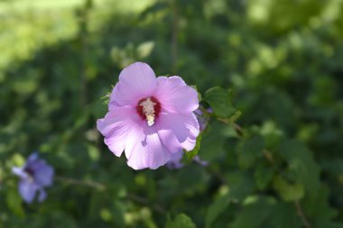 Sharon 'ın Gülü - Latince adı - Hibiscus Syriacus