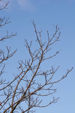 Mavi gökyüzüne karşı yaprak tomurcukları olan yaygın at kestanesi dalları - Latince adı - Aesculus hipocastanum