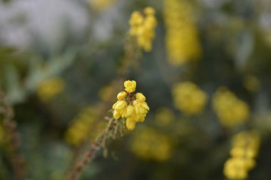 Çiçekli Oregon üzüm dalı - Latince adı - Berberis aquifolium