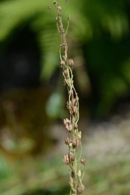 Gentian speedwell seed pods - Latin name - Veronica gentianoides clipart