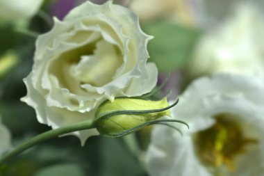 Lisianthus çiçeği tomurcuğu - Latince adı Eustoma russellianum