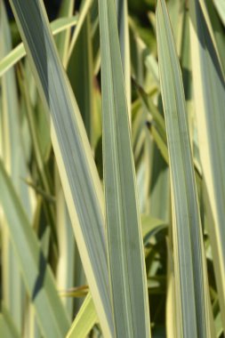 Değiştirilmiş Yeni Zelanda keten yaprağı detayı - Latince adı - Phormium tenax Variegatum