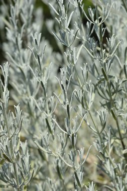 Lavandula angustifolia lavanta yaprakları