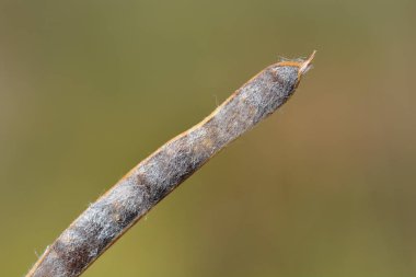 İspanyol süpürge tohumu - Latince adı - Spartium junceum