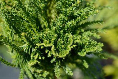 Cockscomb Japon sedir dalı Latince adı Cryptomeria japonica Cristata