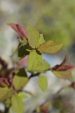 Japon spirea yaprakları - bilimsel isim - Spiraea japonica Çifte Oyun Mavi Kazoo