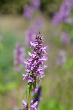 Yaygın çalı çiçeği - Latince adı - Stachys officinalis