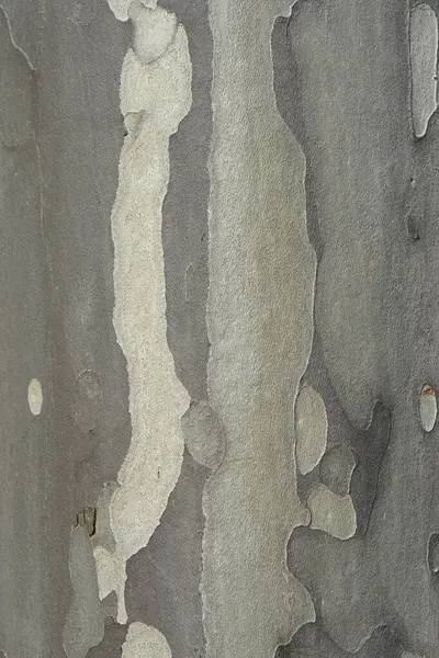 London plane bark detail - Latin name - Platanus x hispanica