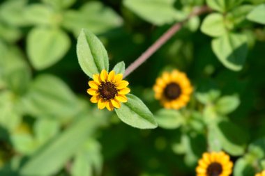 Meksika sürünen zinnia çiçeği - Latince adı - Sanvitalia procumbens