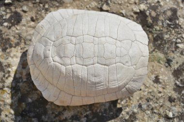 Top-down view of bleached and weathered shell of a Mediterranean tortoise clipart