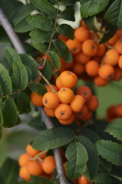 Common rowan branch with leaves and orange berries - Latin name - Sorbus aucuparia clipart