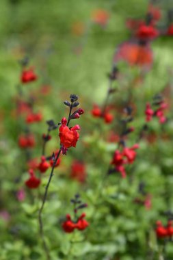 Sage Royal Bumble kırmızı çiçekleri - Latince adı - Salvia greggii Royal Bumble