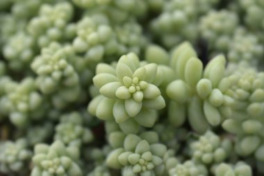 Eşek kuyruğu yaprakları - Latince adı - Sedum morganianum Burrito