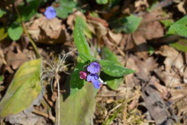 Akciğer otu çiçekleri - Latince adı - Pulmonaria officinalis