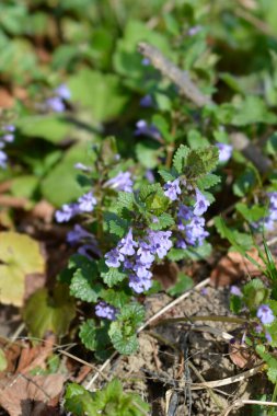 Sarmaşık çiçekleri - Latince adı - Glechoma hederacea