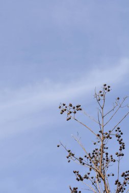 Latince adı Lagerstroemia indica olan tohumlu mersin dalları