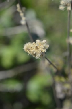 Tall anemone seed head - Latin name - Anemone virginiana