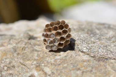 Beton duvarda boş bir eşek arısı kovanı