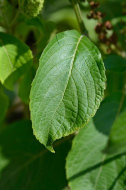 Afrika fesleğeni yaprakları - Latince adı - Ocimum gratissimum
