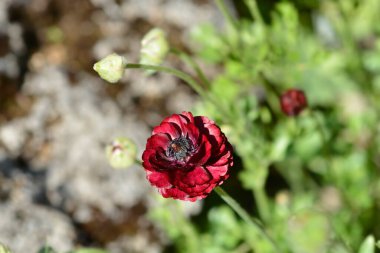 Kırmızı İran çiçeği - Latince adı - Ranunculus asiaticus