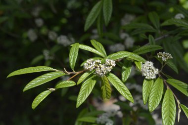 Willow-leaved cotoneaster branch with white flowers - Latin name - Cotoneaster salicifolius clipart