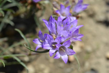 Çan çiçekleri - Latince adı - Edraianthus tenuifolius