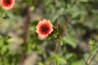 Nepal Cinquefoil çiçeği - Latince adı - Potentilla nepalensis