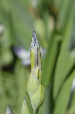 Minyatür Uzun Sakallı Iris beyaz ve mor çiçek tomurcuğu - Latince adı Iris Quagga