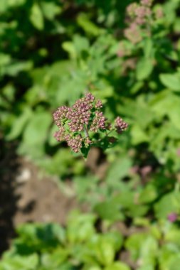 Bilinen kestane tomurcukları - Latince adı - Origanum vulgare